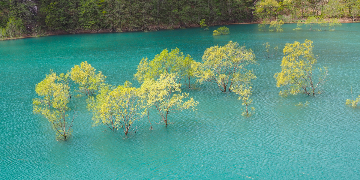 春だけ見られる風景、湖と新緑の対比が美しい、秋扇湖の水没林。（秋田県仙北市）