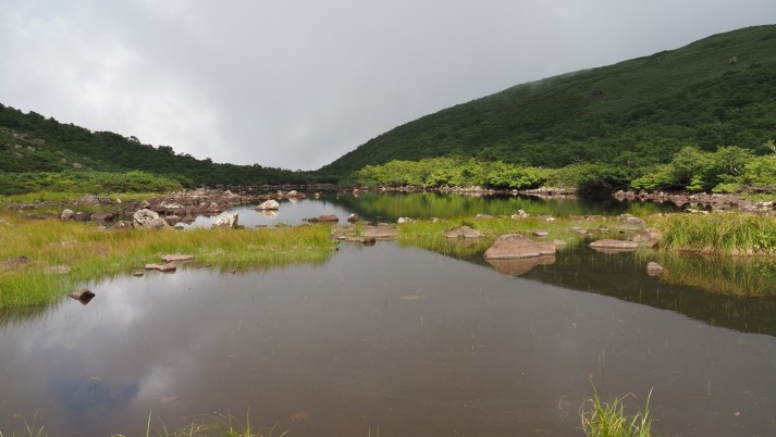 シャクナゲ沼
