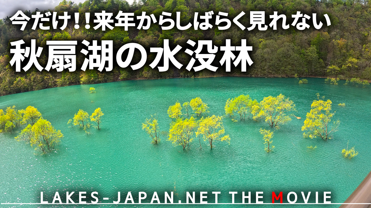 東北の水没林